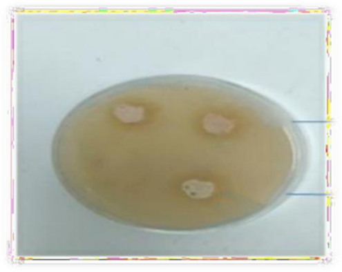 Antimicrobial activity of herbal cough syrup.png