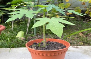 Picture1.jpg