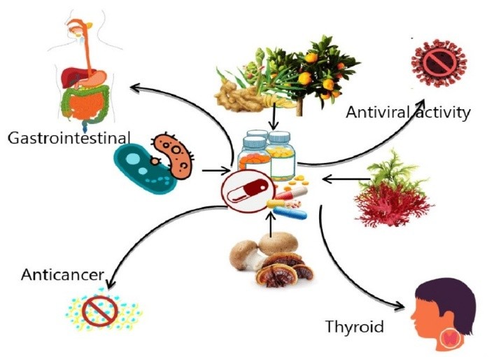 Nutraceuticals and their importance.jpg