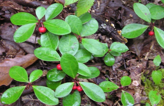 Winter green leaves.png