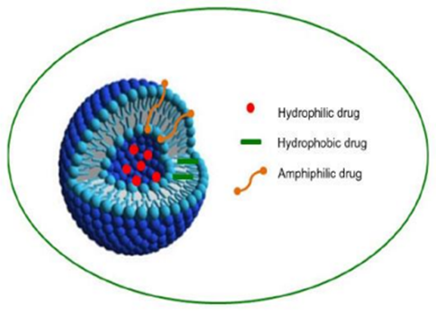1Typical structure of niosomes.png