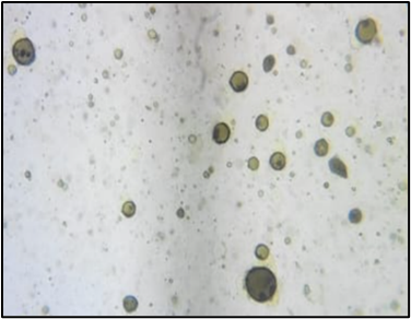 Microscopic Image of Ethosomes.png