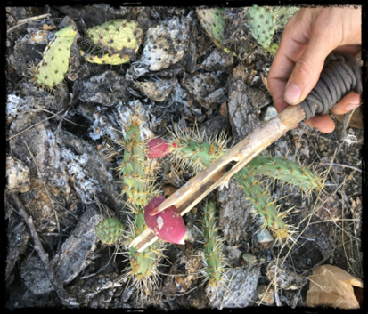 Cactus Fruit.png